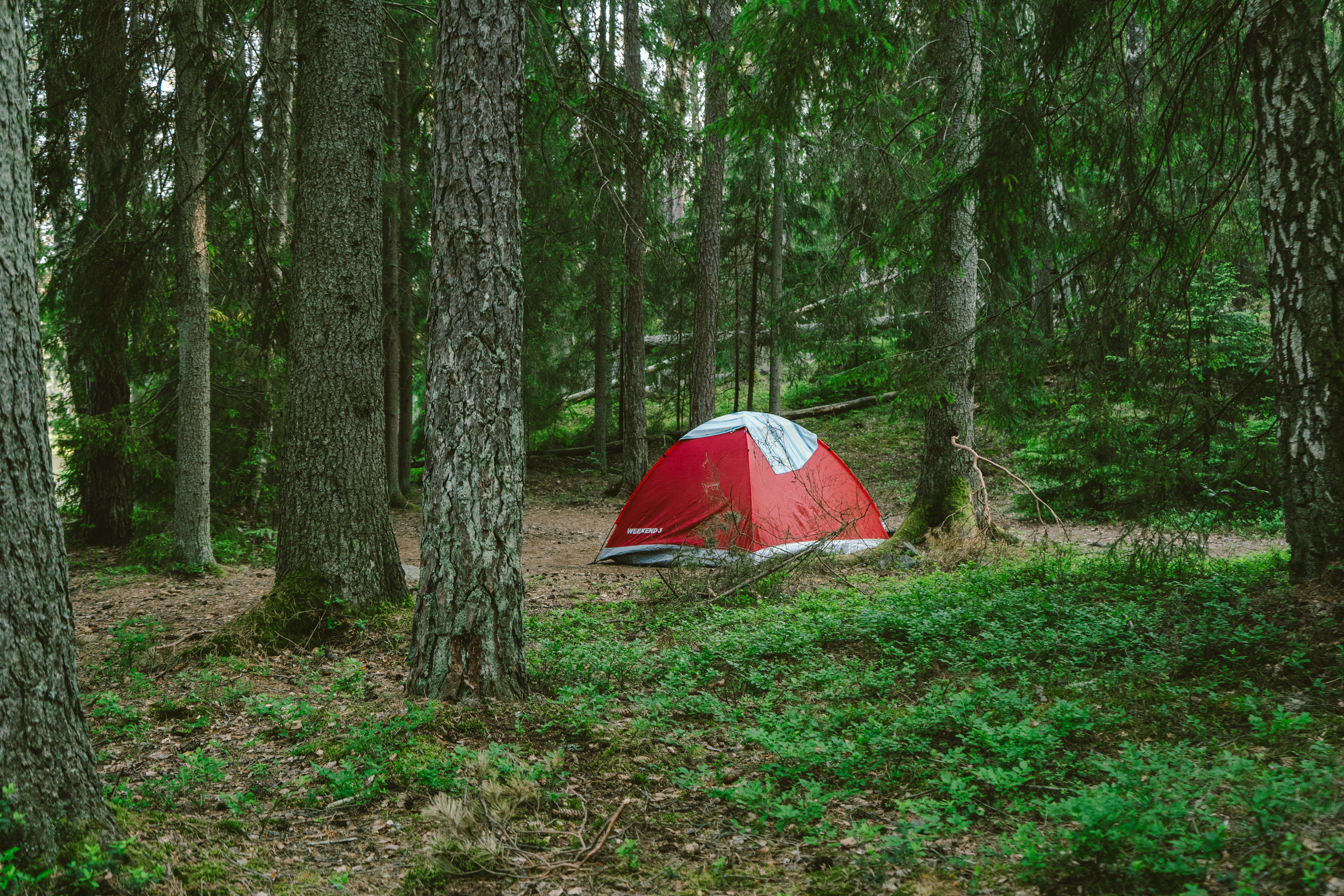 Gids leidt de groep door het bos